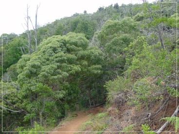 Kaua'i - Kukui Trail