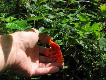 O'ahu - Maunawili Demo Trail Waimanalo side