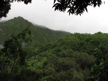 O'ahu - Maunawili Demo Trail Waimanalo side