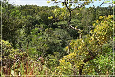 O'ahu: Poamoho Access Rd.