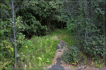 Big Island: Napau Crater Trail