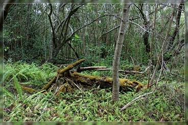 O'ahu: Mokule'ia Trail