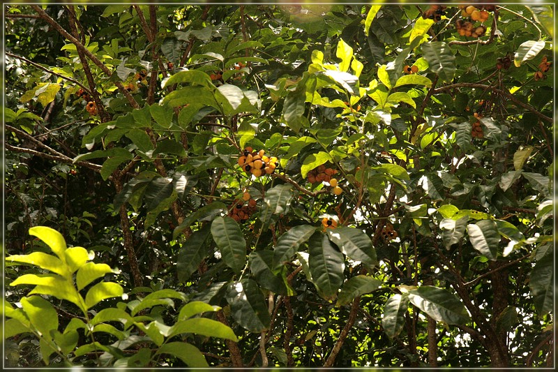O'ahu: Wai'anae Kai Trail