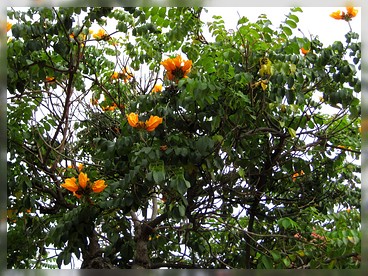 Big Island: Kailua Kona