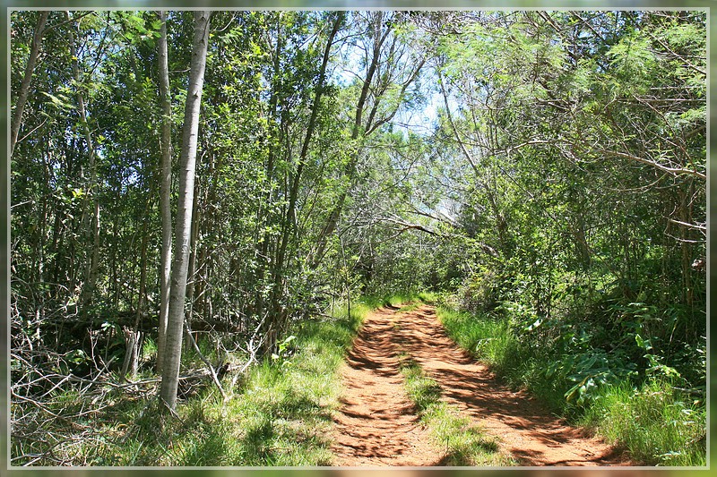 Kumuwela Rd., Koke'e SP, Kaua'i