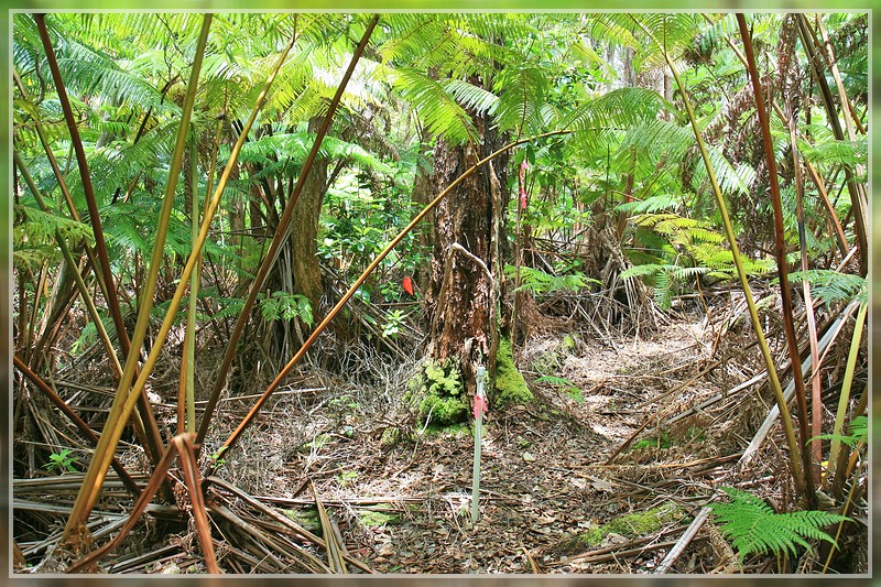 Napau Crater Trail, Volcanoes NP, Big Island