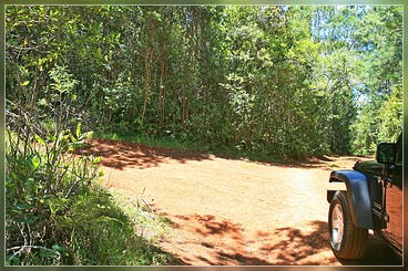 Kumuwela Rd., Koke'e SP, Kaua'i