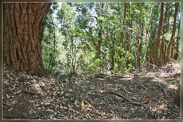 Beginn Ditch Trail, Koke'e SP, Kaua'i