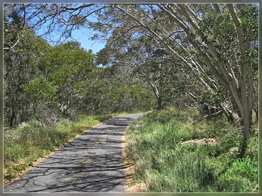 Mauna Loa Rd., Big Island
