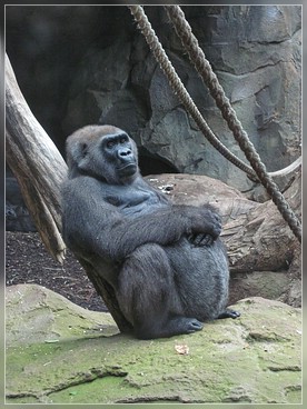 Frankfurter Zoo