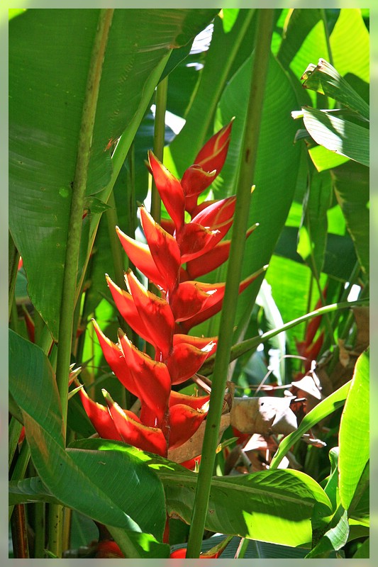 Big Island: World Botanical Garden