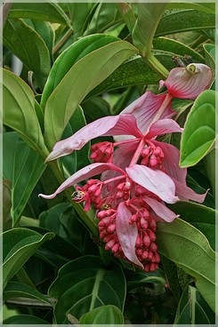 Big Island: Nani Mau Gardens