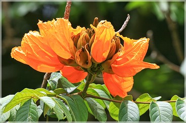 Big Island: Nani Mau Gardens