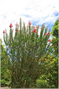 Big Island: Nani Mau Gardens