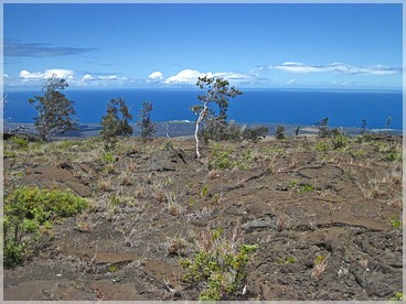 Big Island, Volcanoes NP: Keauhou Trail