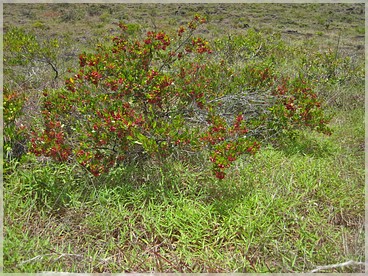 Big Island, Volcanoes NP: Keauhou Trail