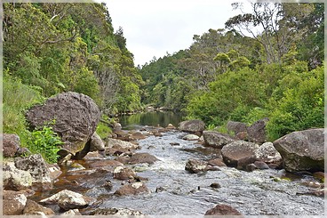 Kaua'i, Koke'e SP: Mohihi Rd., Kawaiko'i Stream