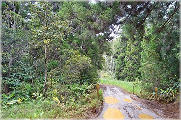 Kaua'i, Koke'e SP: Mohihi Rd.