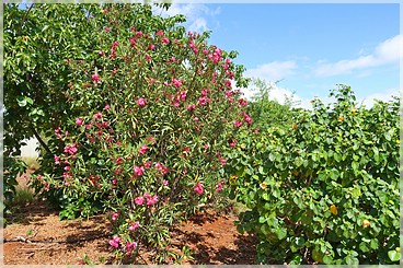 Big Island: Pua Mau Arboretum
