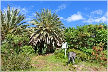 Big Island: Pua Mau Arboretum