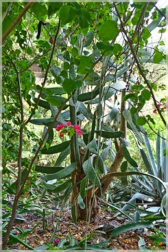 Big Island: Pua Mau Arboretum