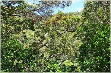 Kaua'i: Koke'e SP: Ditch Trail