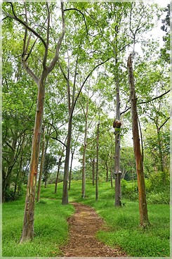 Kaua'i: Keahua Arbobetum