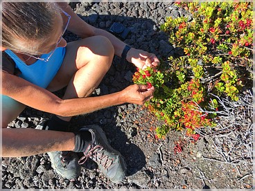 Big Island: Powerline Trail