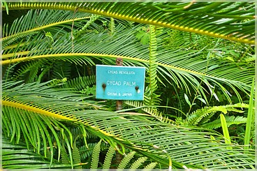 Maui: Kula Botanical Garden